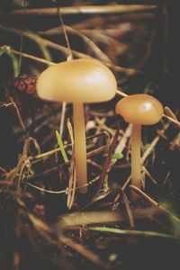 Close-up of mushroom