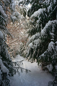 Pine trees covered with snow on frosty evening. beautiful winter panorama