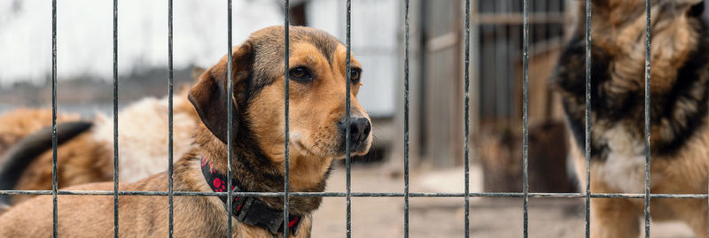 Dog in animal shelter waiting for adoption. dog behind the fences. canine behind bars. 