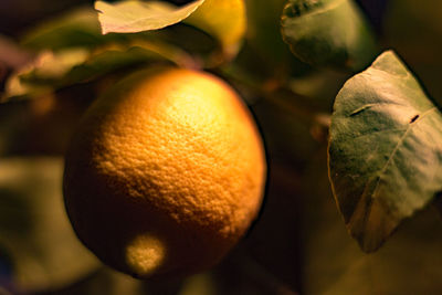 Close-up of lemon on tree