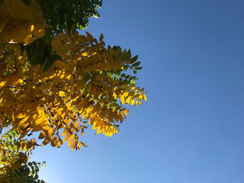 Low angle view of yellow flowering plant against clear sky