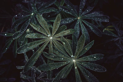 Close-up of wet plant