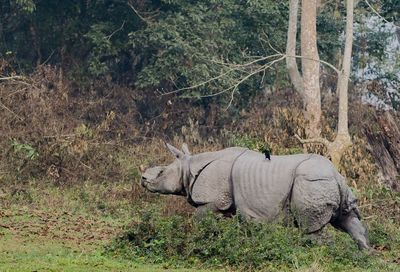 Asian rhino