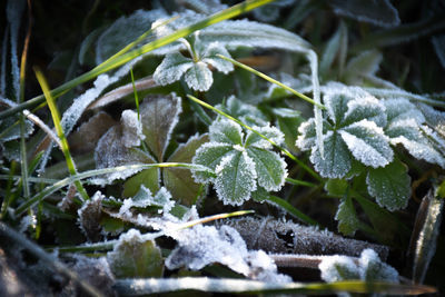 Close-up of frozen plant during winter