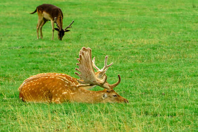 Deer grazing on field