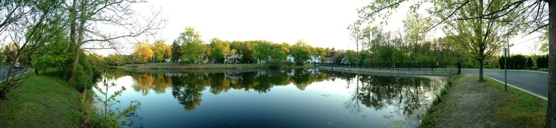 Reflection of trees in water