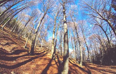 Scenic view of trees against sky