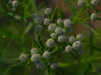 Close-up of purple flowering plant