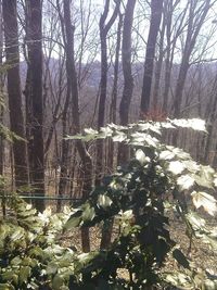 Trees in forest