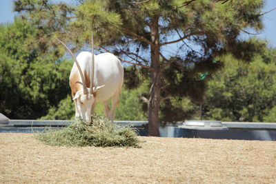 Horse grazing in a field