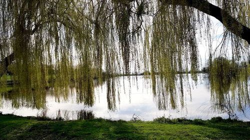 Scenic view of lake in forest