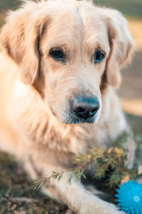 Close-up portrait of dog looking at camera