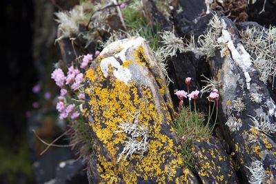 Close-up of yellow flowering plant