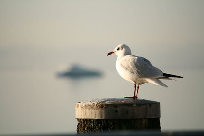Close-up of seagull perching on water
