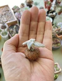 Close-up of hand holding flower