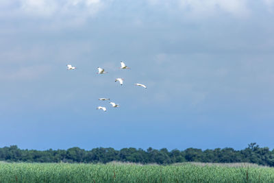 Birds flying over field against sky