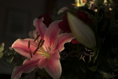 Close-up of pink flower