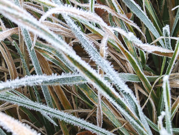 Close-up of frozen plants