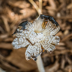 Close-up of insect on flower