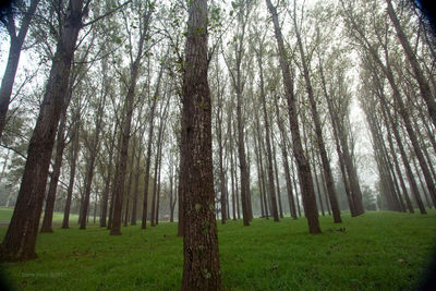 Trees in forest