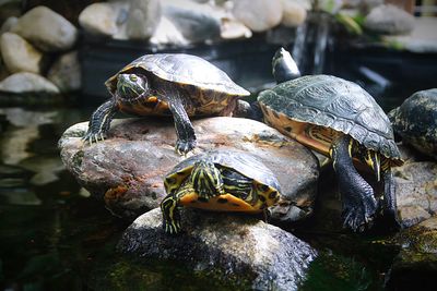 Close-up of turtle on rock