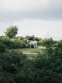 View of a horse on field