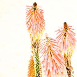 Close-up of flower over white background