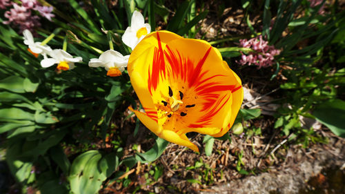 Close-up of yellow flower