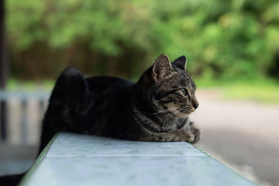 Close-up of a cat