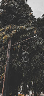Low angle view of illuminated trees against sky in city