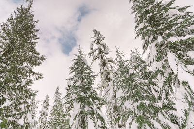 Low angle view of pine trees against sky during winter