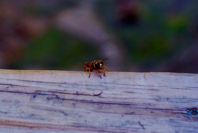 Close-up of insect on wood