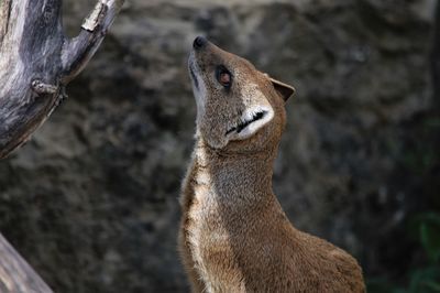 Close-up of mongoose