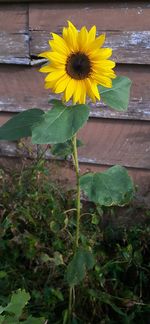 Close-up of yellow flowering plant