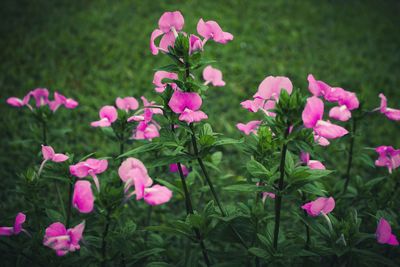 Pink flowers blooming outdoors