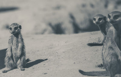 Monkey sitting on a sand