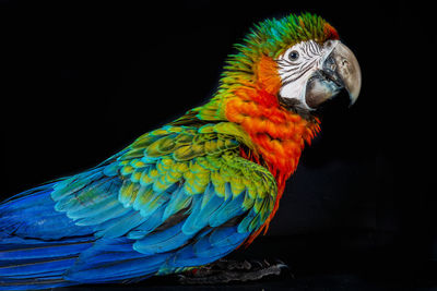 Close-up of a parrot
