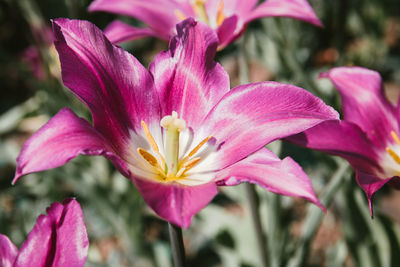 Close-up of pink flowering plant