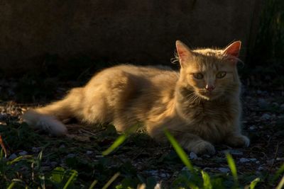 Portrait of cat