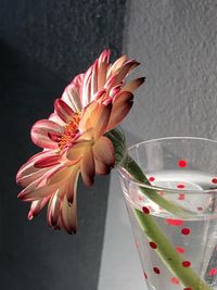 Close-up of red flower against glass wall