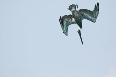 Low angle view of lizard against clear sky