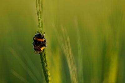 Close-up of bee pollinating on grass