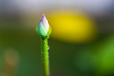 Close-up of raindrops on plant