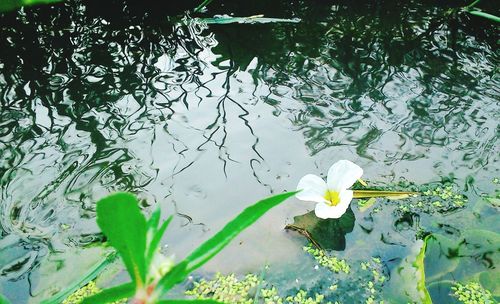 High angle view of swan floating on water