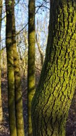 Trees in forest