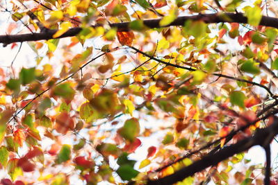 Low angle view of maple tree against sky