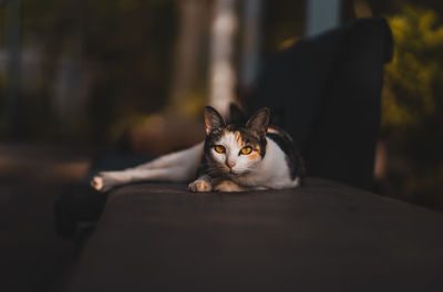 Portrait of cat sitting outdoors