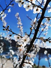 Low angle view of cherry blossoms in spring