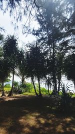 View of trees in forest