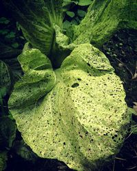 High angle view of fresh green plants